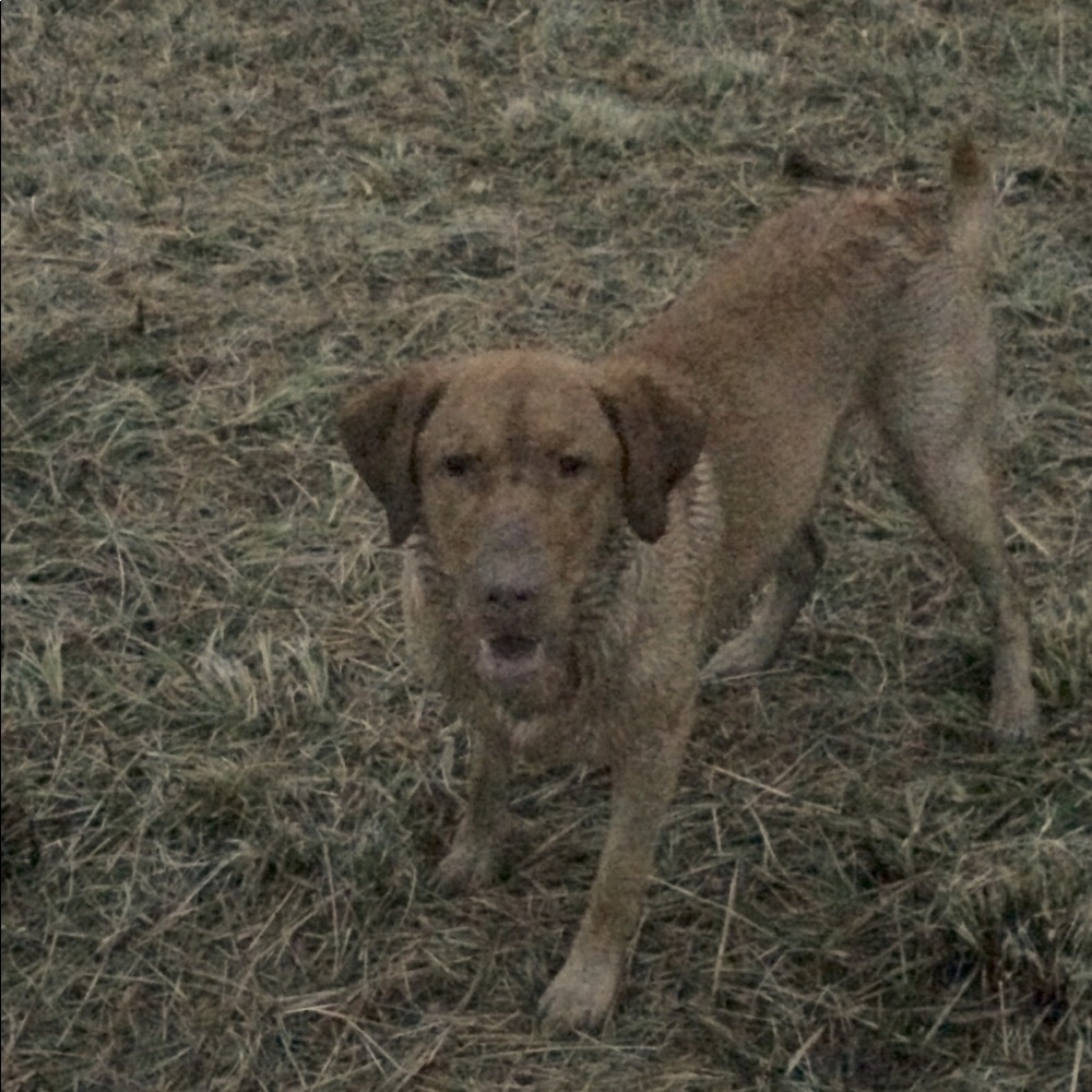 Meet your Posher, Alyson